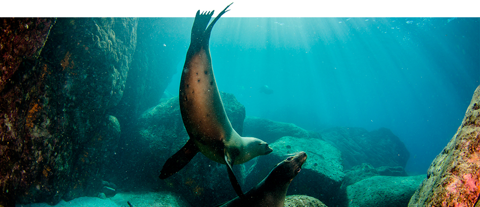 Demostración de leones marinos