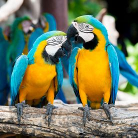 Guacamayo Azul y Amarillo