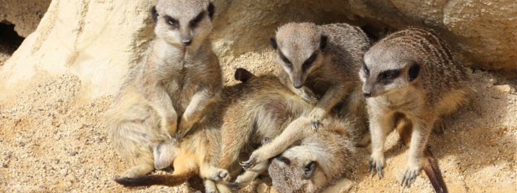 Varias suricatas jugando entre ellas