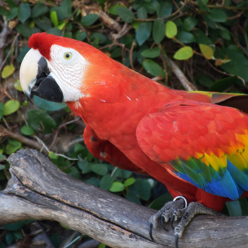 Guacamayo Rojo