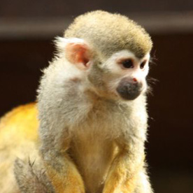 Mono ardilla