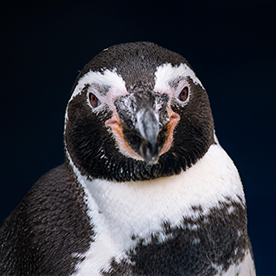 Pingüino de Humboldt