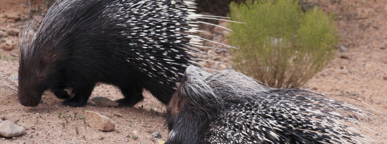 Puercoespín crestado