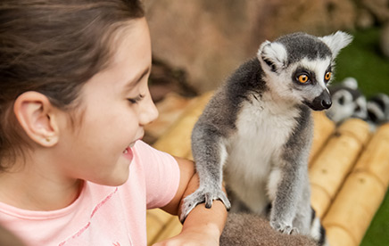 Foto con Lémur Catta