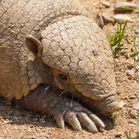 Armadillo de seis bandas