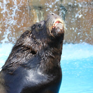 León marino patagónico