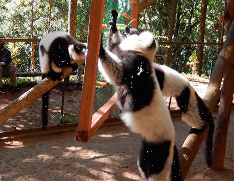 Galería Madagascar Flora and Fauna Group