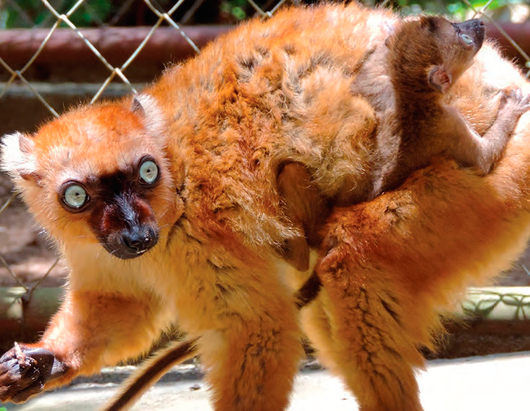 Galería Madagascar Flora and Fauna Group