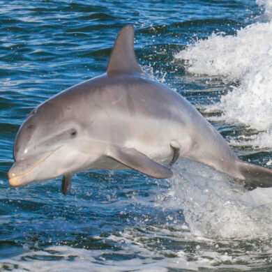 Delfín mular