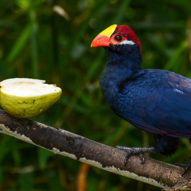 Turaco violáceo