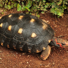 Tortuga terreste de patas rojas