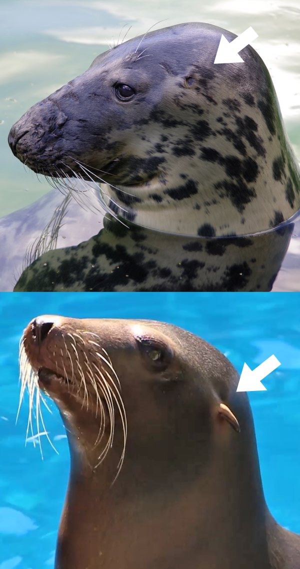 Detalle de las orejas en foca y león marino
