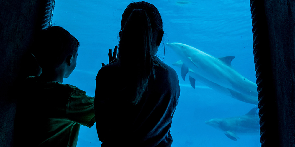 Niños mirando delfines en Mundomar