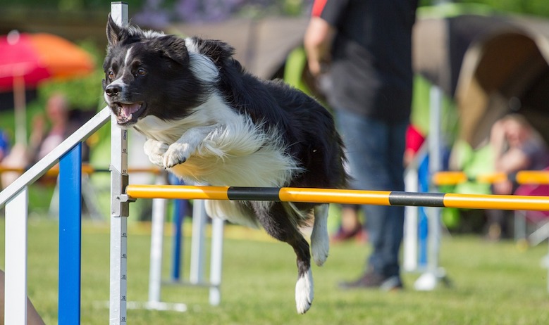 Perro haciendo Agility