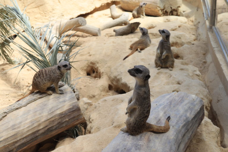 Cuatro suricatas en en el entorno de Mundomar.