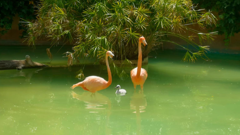 Pareja de flamencos adultos con cría