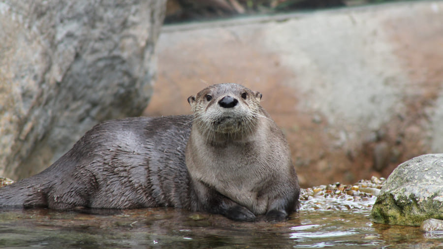 Una nutria a remojo mirando a la cámara.