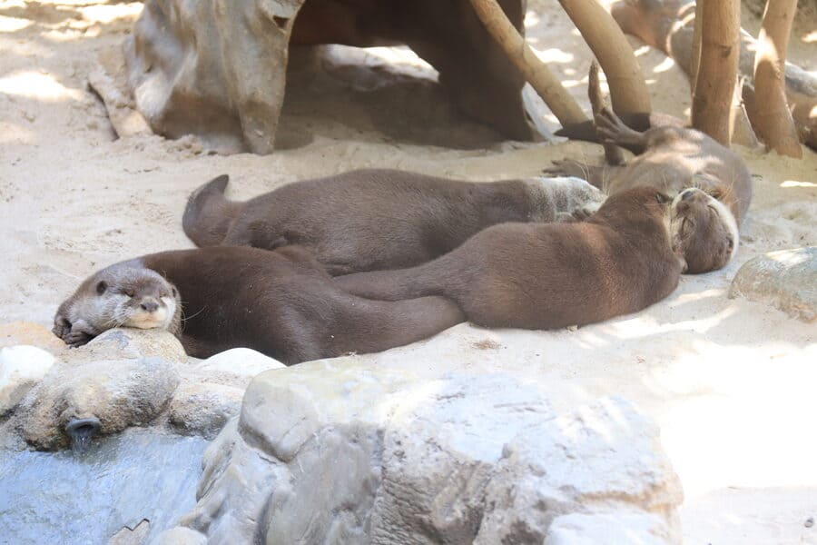 5 nutrias descansando en la arena.