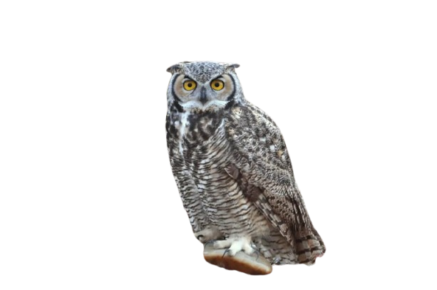 1626px-great-horned-owl-on-seedskadee-national-wildlife-refuge-21715862684jpg-removebg-preview