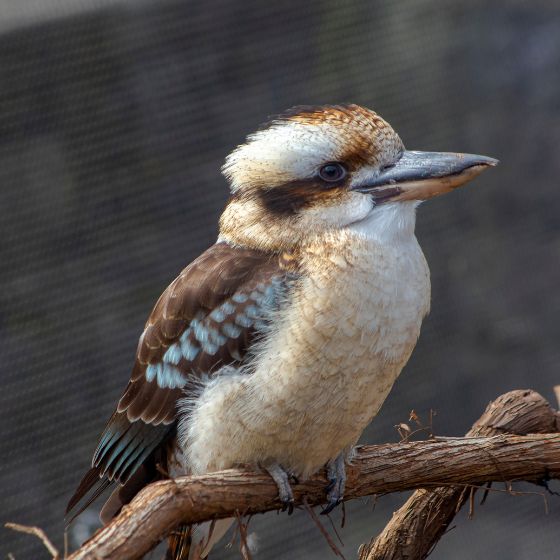 Cucaburra Australiana