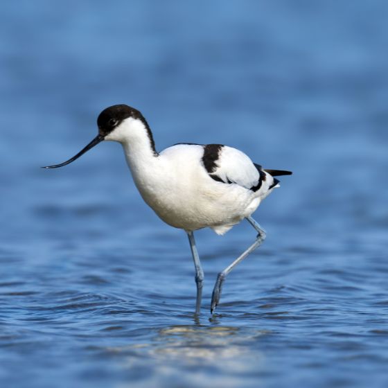 Avoceta