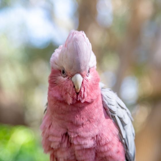 Cacatúa Galah
