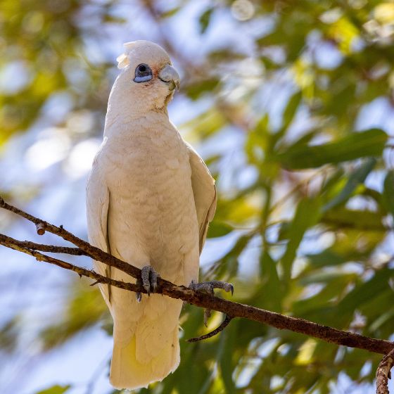 Cacatúa Pastinator