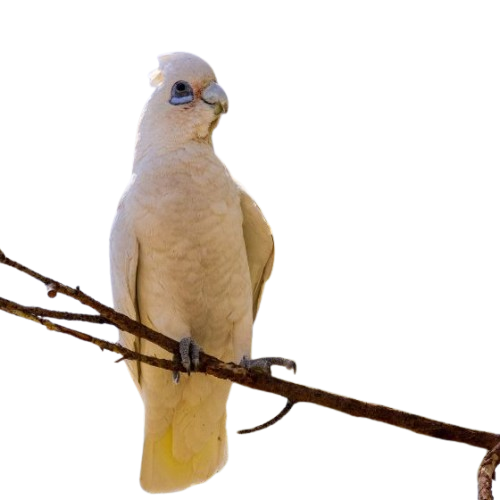cacatua_pastinator_1-removebg-preview