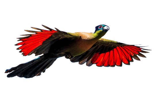 Turaco